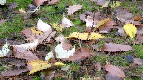 Autumn paint background Stock-Footage 144301088