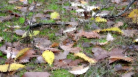 Autumn paint background Video stock 144302253