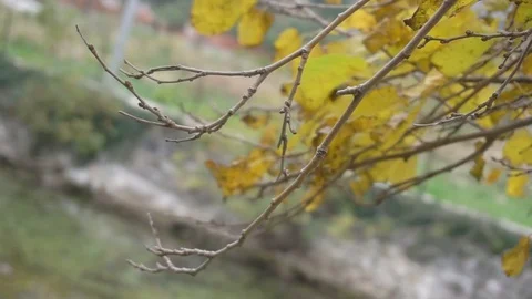 Autumn painted tree closeup Stock Footage 82952326