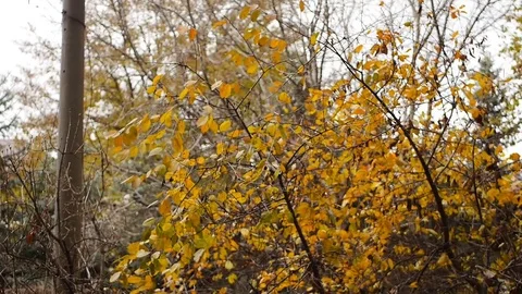Autumn painted tree closeup with it's leaves glowing, backlit by setting sun. Stock Footage