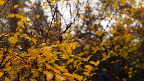 Autumn painted tree closeup with it's leaves glowing, backlit by setting sun. Stock Footage 77545141