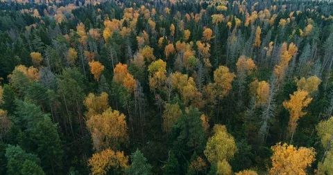 Autumn Pale Forest Stock Footage 89804083