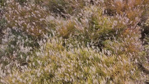 Autumn Pampas Grass Field Dancing in the Breeze – Drone View Stock Footage 336974123