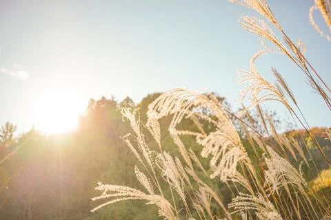 Autumn Pampas Grass Stock Photos