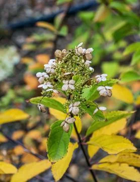 Autumn Panicle Hydrangea Stem with Dried Flowers and Yellowing Leaves Stock Photos