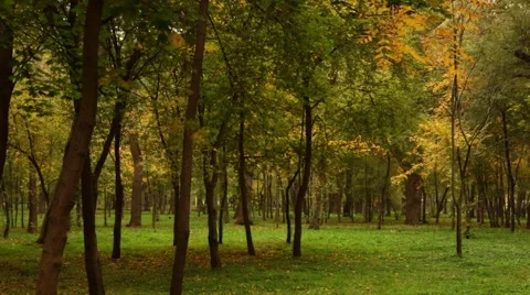 Autumn panorama Vídeo Stock 52388580