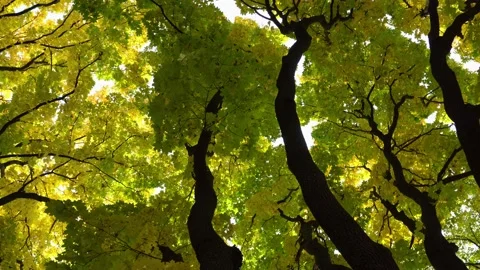 Autumn. Panoramic  view of trees covered with yellow foliage Stock Footage 162352805