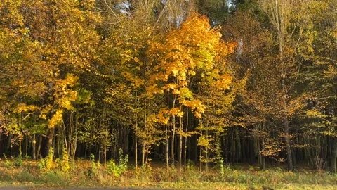 Autumn in the park 3 Stock Footage 292934820