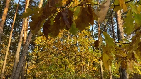 Autumn in the park 4 Stock Footage 292934792
