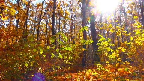 Autumn Park 4K Stock Footage 97080324