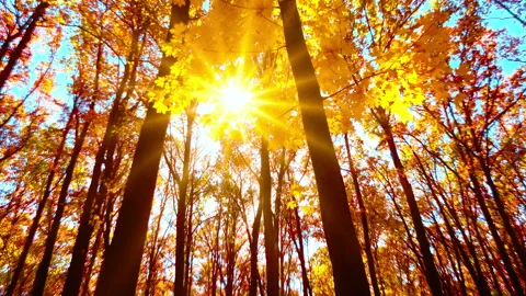 Autumn Park 4K Stock Footage 101875574