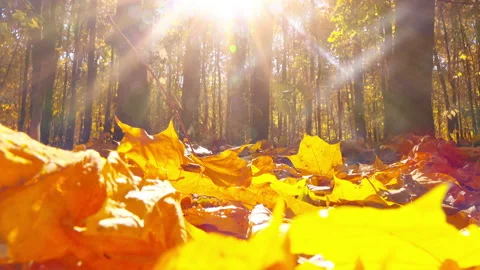 Autumn Park 4K Stock Footage 101893539