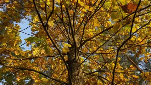 Autumn in the park 7 Stock Footage 292934593