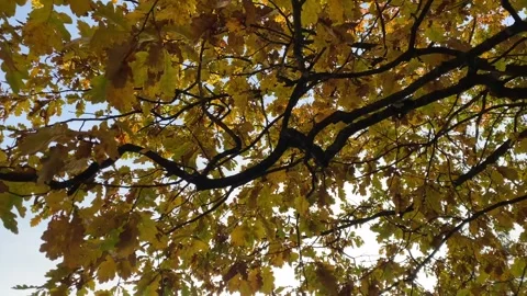 Autumn in the park 8 Stock Footage 292934486