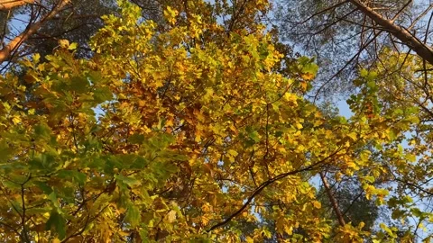 Autumn in the park 9 Stock Footage 292934485