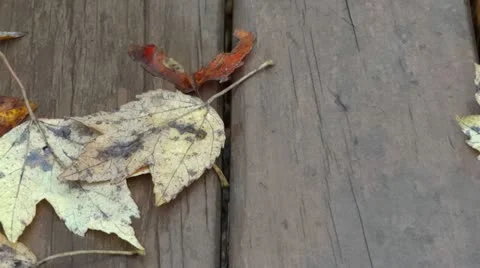 Autumn park bench 스톡 동영상 12369015