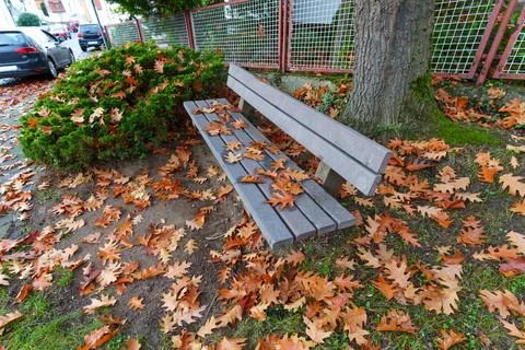 Autumn Park Bench Surrounded by Fallen Oak Leaves in Rossdorf Germany Stock Photos