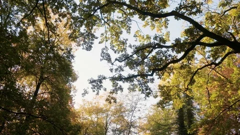 Autumn park branches Stock Footage 96420557