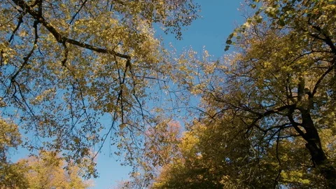 Autumn park branches Stock Footage 96421567