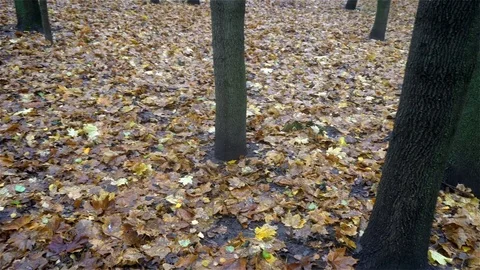 Autumn Park,the camera moves from right to left Video stock 82114098