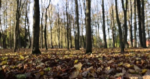 Autumn park with different deciduous trees changing the color of the foliage, Stock Footage 315539261