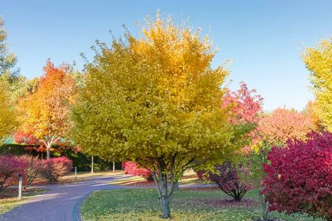 Autumn park with different deciduous trees and shrubs Stock Photos