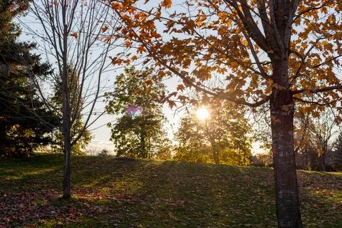 Autumn in the park. Fall background with trees and sunlight Stock Photos