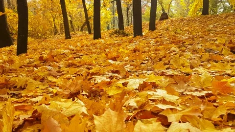 Autumn park fall leaves Stock Footage 83200171