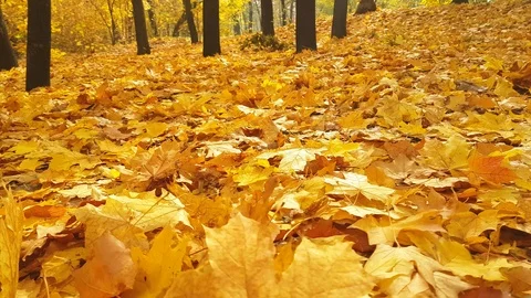Autumn park fall leaves Video stock 87171598