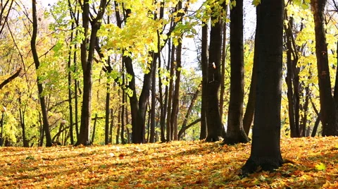Autumn park with fallen leaves of a maple about a sunny day Video stock 43200545