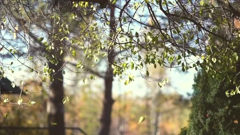Autumn park with falling leaves background. Beautiful tree with colorful leaves  Stock Footage 335549577