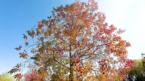 In the autumn park, from far to close to a tree. Video stock 229836513