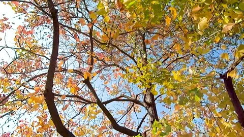 In the autumn park, from far to close to a tree. Video stock 229836955