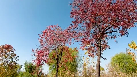 In the autumn park, from far to close to a tree. Stock Footage 229837026