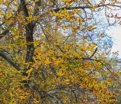 Autumn park filled with deciduous trees with a vivid yellow foliage. Tranqu.. Stock Photos