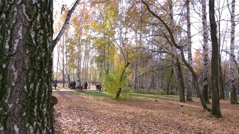 Autumn park with foliage 動画素材 69916264