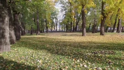 Autumn park with foliage Stock Footage 69916484