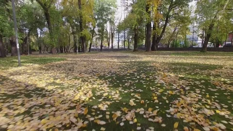 Autumn park with foliage 動画素材 69917335