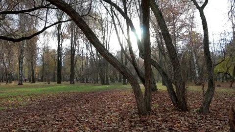 Autumn park with foliage 動画素材 69918345