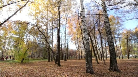 Autumn park with foliage Stock Footage 69925513