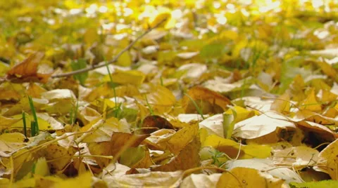 Autumn in the park Stock Footage 882446