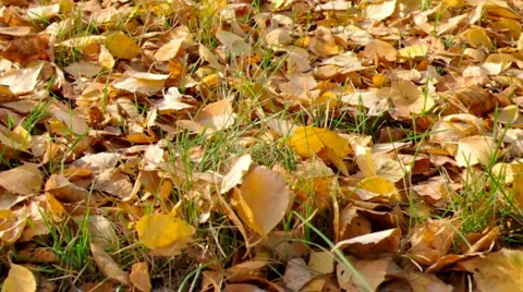 Autumn in park Stock Footage 979712