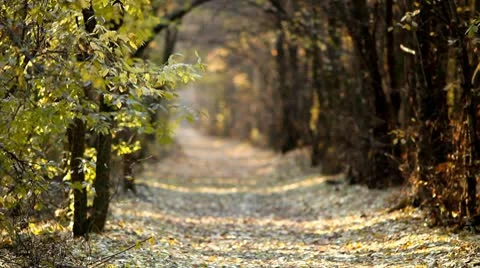 Autumn park Video stock 9034794
