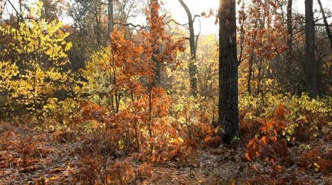 Autumn park Stock Footage 9035734