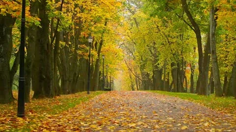 Autumn in a park Stock Footage 12248438