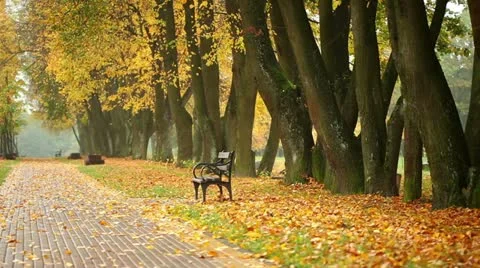 Autumn in a park Stock Footage 12256758