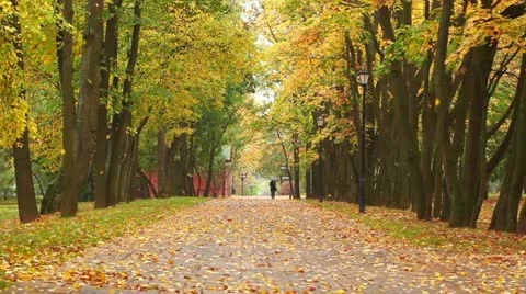 Autumn in a park Stock Footage 12256917