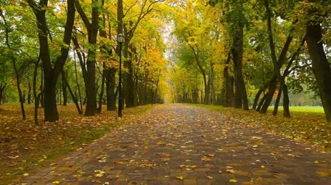 Autumn in a park Stock Footage 12257467