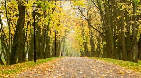 Autumn in a park Stock Footage 12257632