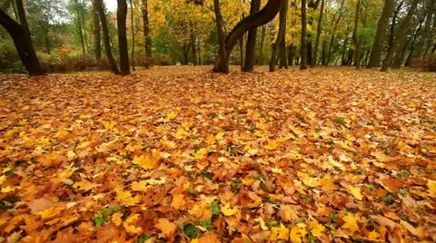 Autumn in a park Stock Footage 12257915